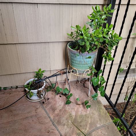cheap plants bay area